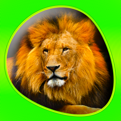 Application logo: Animals 360 [itunes]